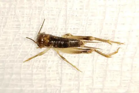 Common Short-tailed Cricket