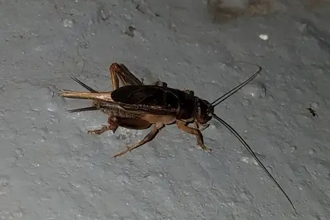 Indies Short-tailed Cricket