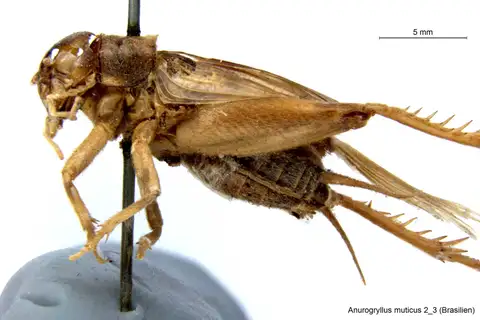 Short-tailed Cricket
