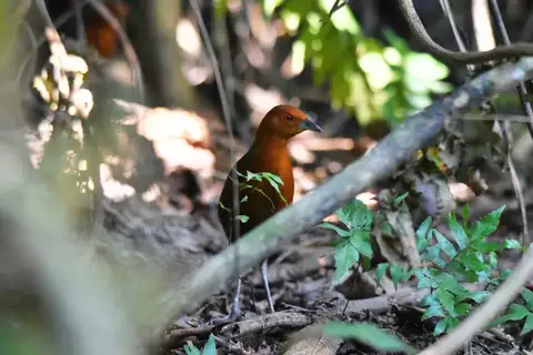 Chestnut-headed Crake