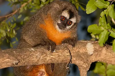 Azara’s Night Monkey