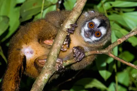 Colombian Night Monkey