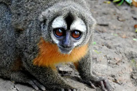 Black-headed Night Monkey