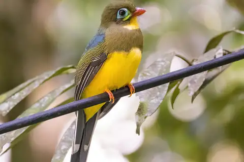 Sumatran Trogon