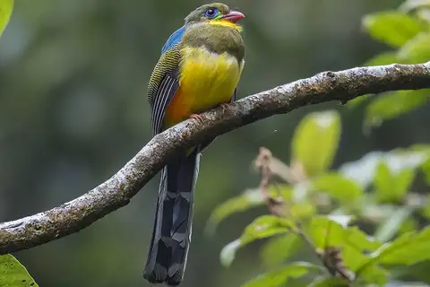 Javan Trogon