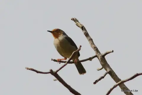 Bamenda Apalis