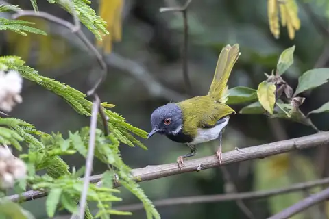 Lowland Masked Apalis