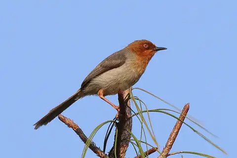 Chapin's Apalis