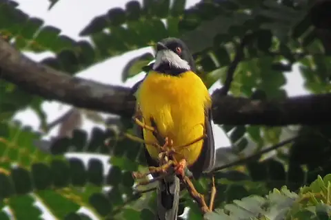 White-winged Apalis
