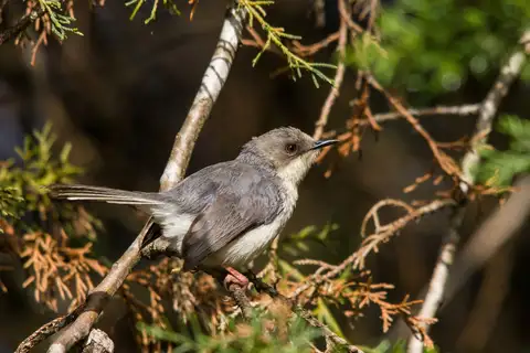 Grey Apalis