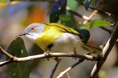 Yellow-breasted Apalis