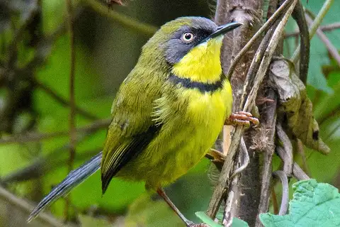 Yellow-throated Apalis