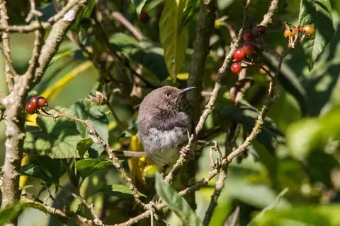 Taita Apalis