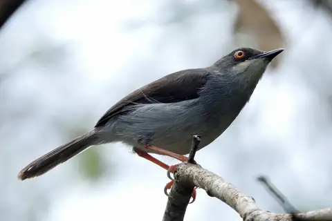 Gosling's Apalis