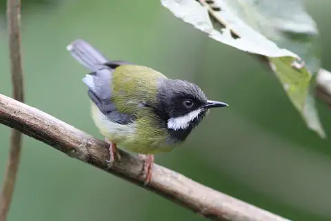 Black-throated Apalis
