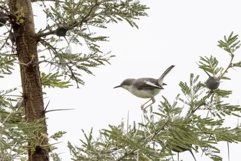 Karamoja Apalis