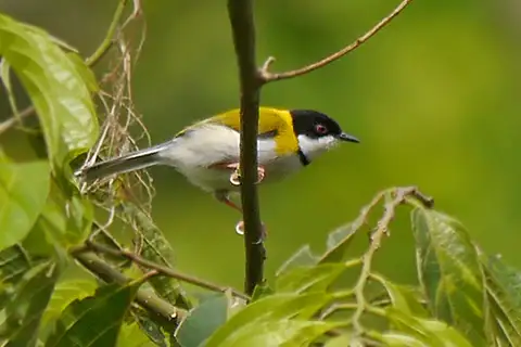 Black-capped Apalis