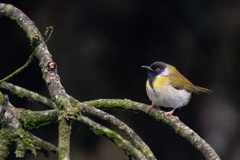 Mountain Masked Apalis