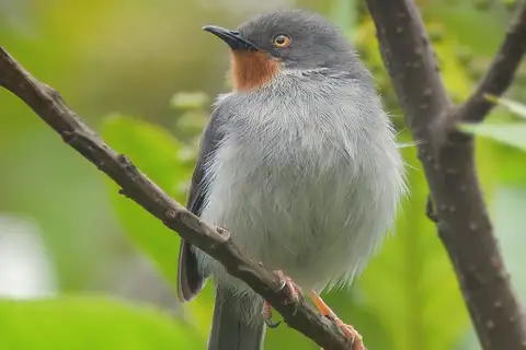 Chestnut-throated Apalis