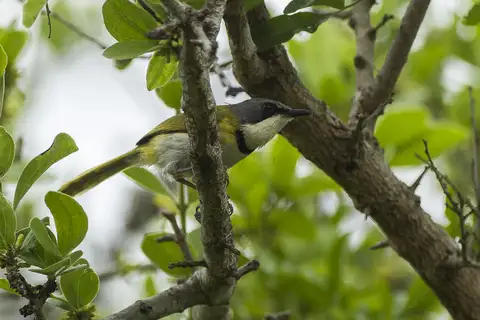 Rudd's Apalis