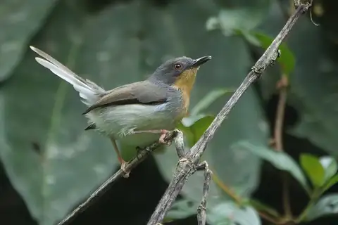 Buff-throated Apalis