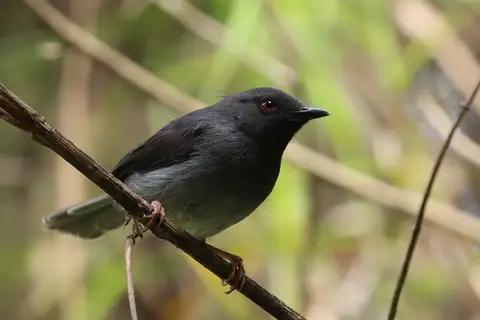Sharpe's Apalis