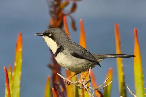 Bar-throated Apalis