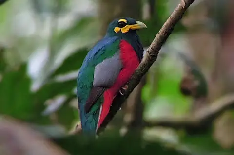 Bare-cheeked Trogon