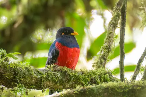 Bar-tailed Trogon