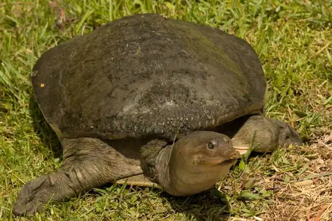 Florida Softshell Turtle