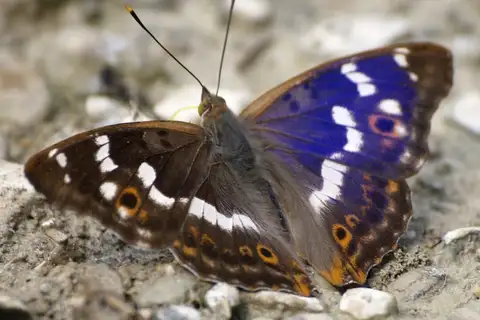 Lesser Purple Emperor