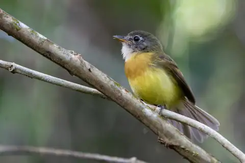 Tawny-chested Flycatcher