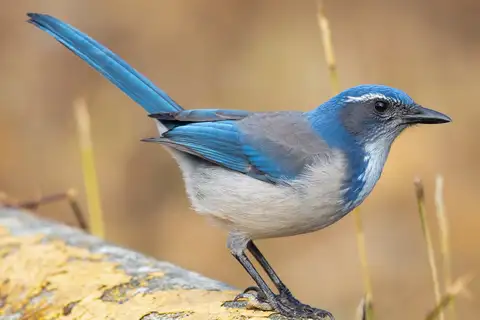 California Scrub Jay