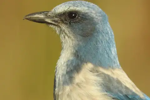Florida Scrub Jay