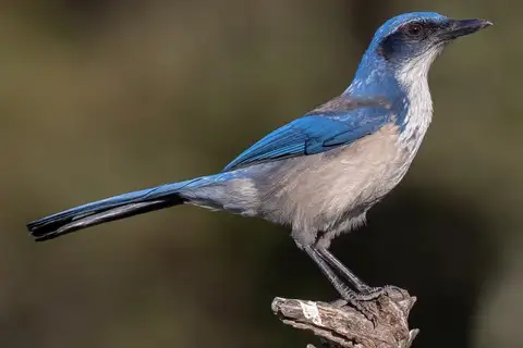 Island Scrub Jay