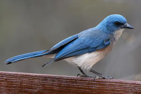 Mexican Jay