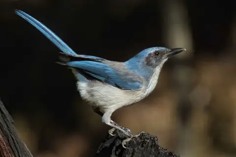 Woodhouse's Scrub Jay