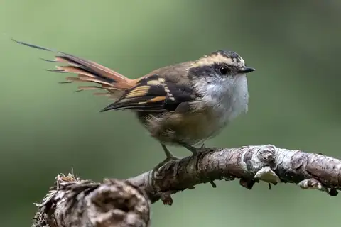 Thorn-tailed Rayadito