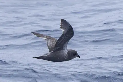 Kerguelen Petrel