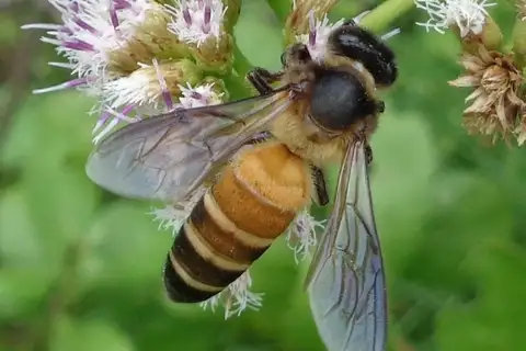 Giant Honey Bee