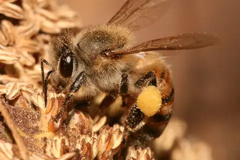 Western Honey Bee