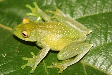 Bocaina Tree Frog