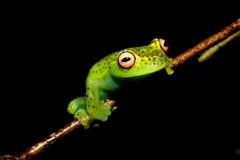 Teresopolis Tree Frog