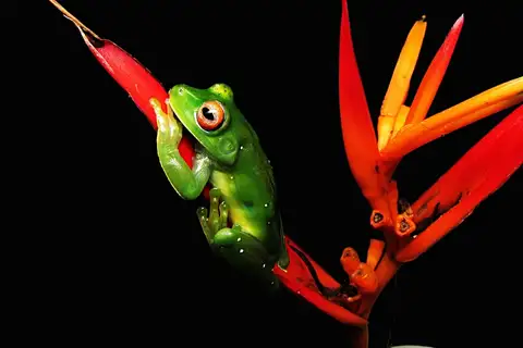 Cruz's Tree Frog