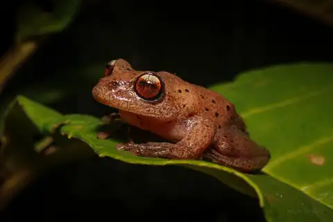 Canebreak Tree Frog