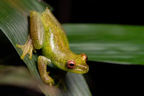 Ehrhardt's Tree Frog