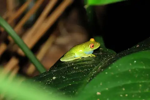 Serra do Mar Canebrake Tree Frog