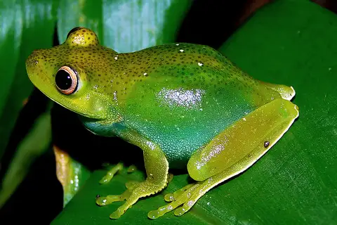 Guinle Tree Frog