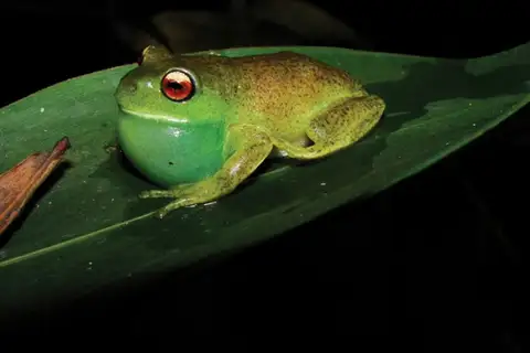 São Bento Canebrake Tree Frog