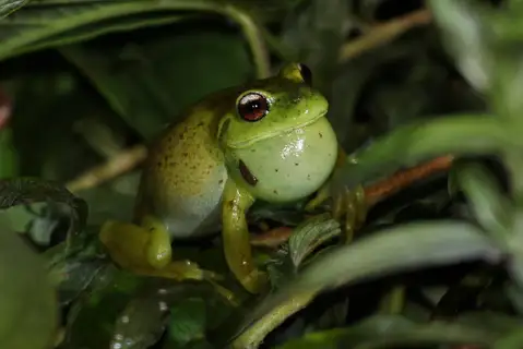 Canebrake Tree Frog